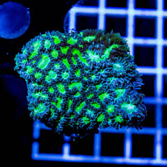 Jason Fox Limelight Hydnophora