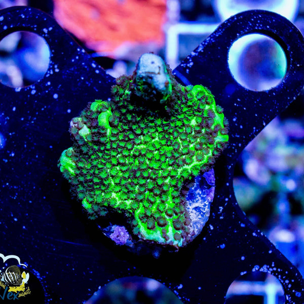 Montipora Spongodes (Buy 1 Get 2 Free)