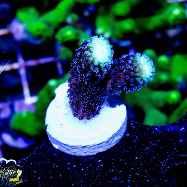 Purple Stylophora