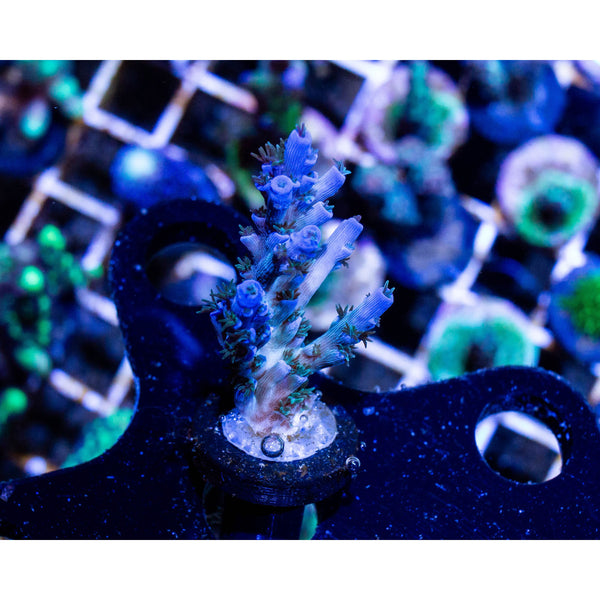 Blue Acropora