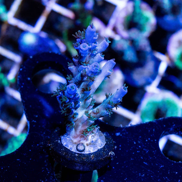 Blue Acropora w/ Blue Polyps – FishOfHex Aquatics