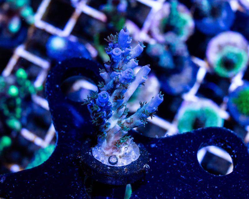 Blue Acropora w/ Blue Polyps