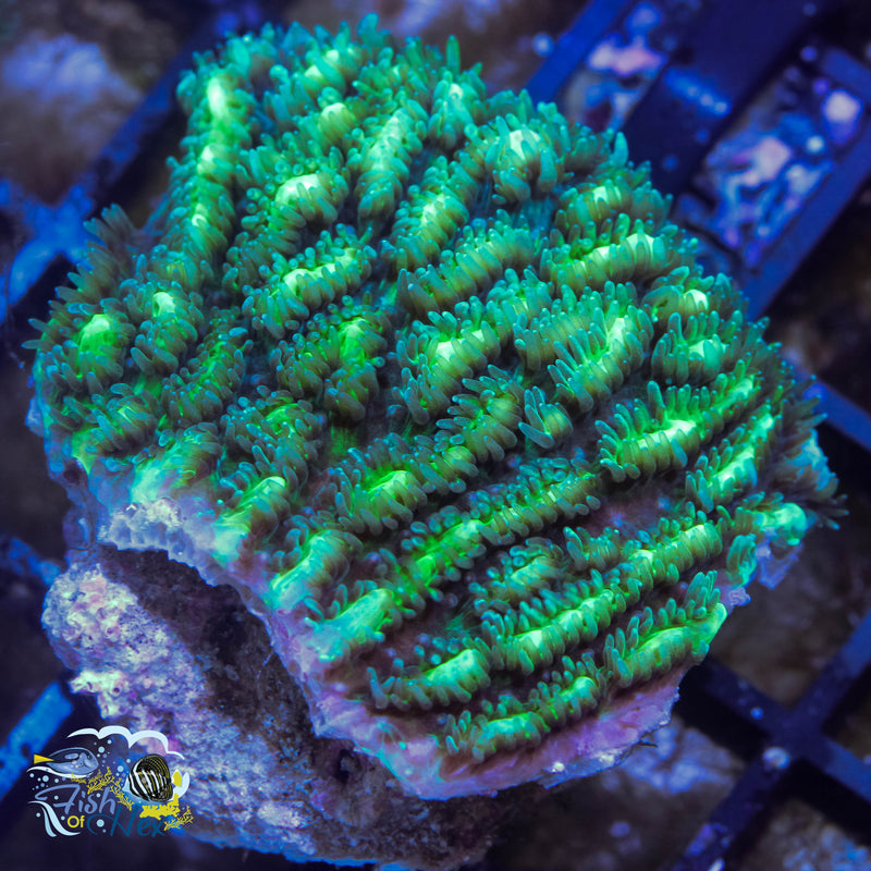 Jason Fox Limelight Hydnophora