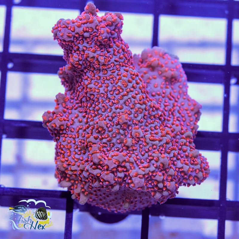 Montipora Encrusting WYSIWYG #A1