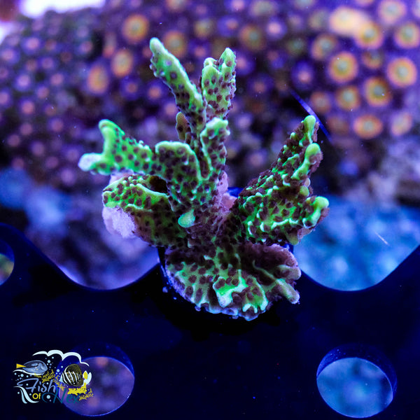 Montipora Spongodes WYSIWYG #A3