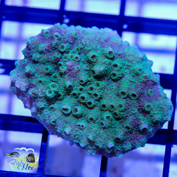 Encrusting Montipora WYSIWYG #C1