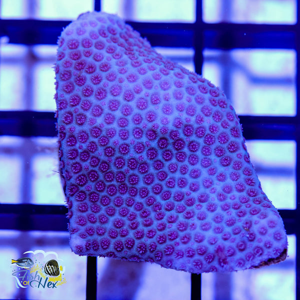 Sand Dollar Porites WYSIWYG #C3