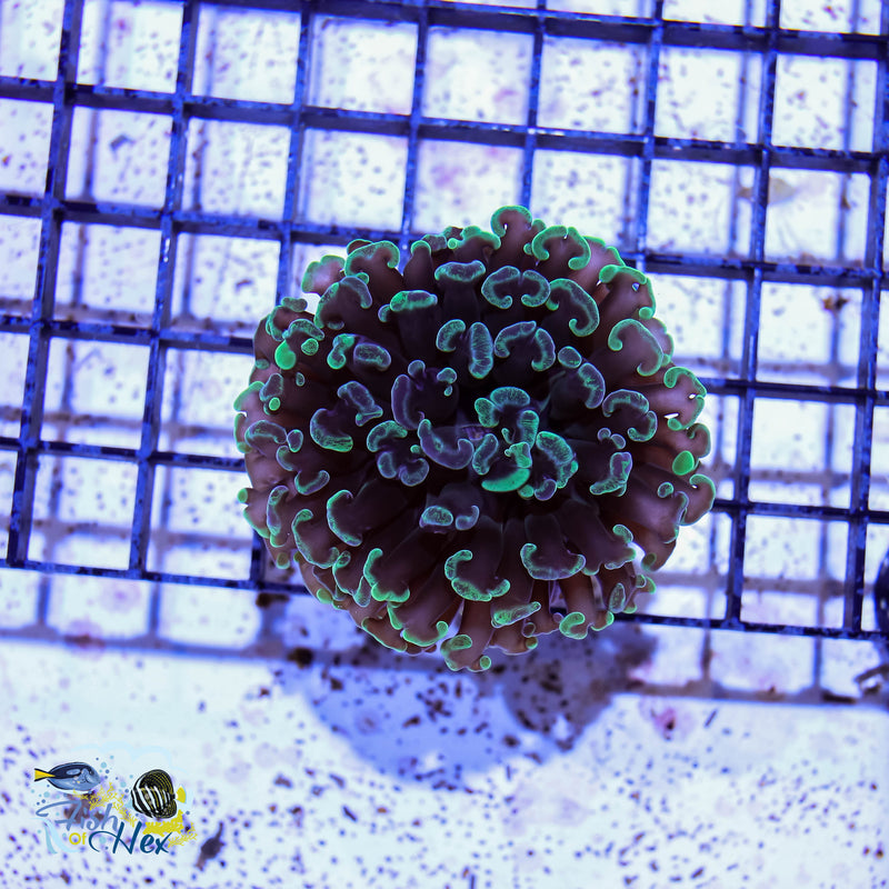 Branching Hammer Coral Green (Sold Per Head)