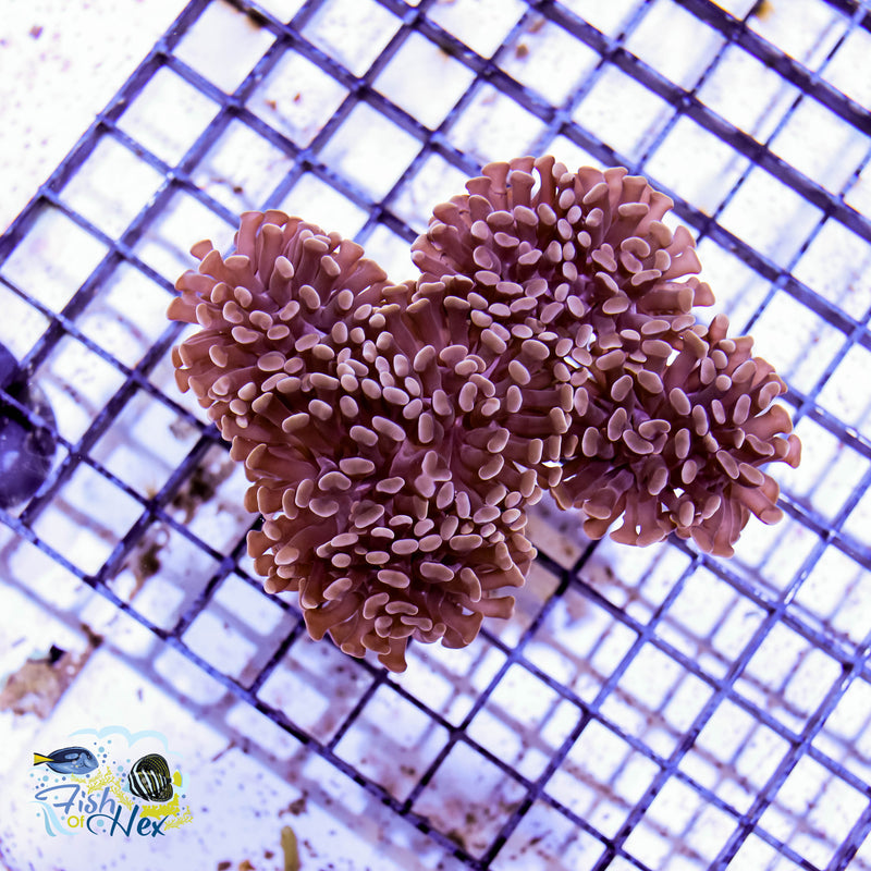 Branching Hammer Coral (Sold Per Head)