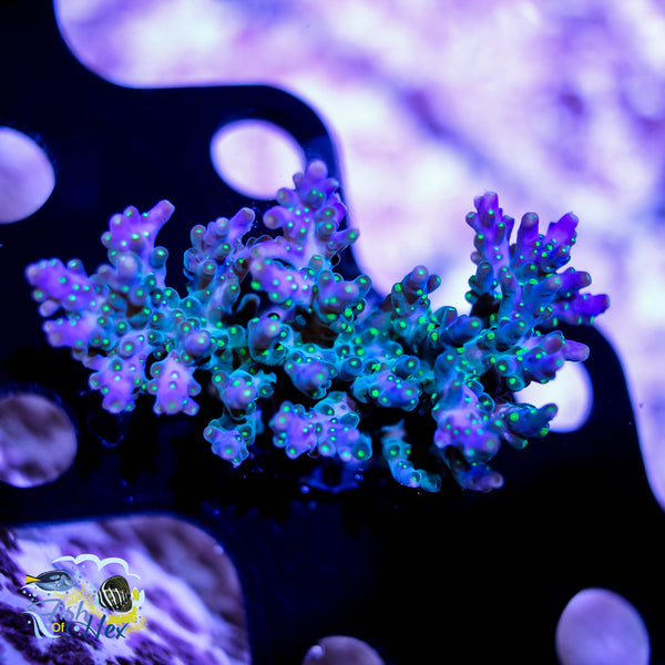 Garf Bonsai Acropora