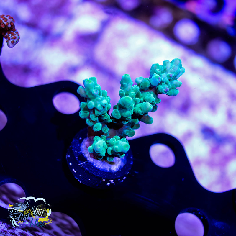 Frogskin Acropora