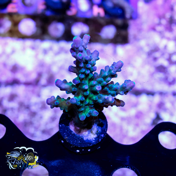 WWC Yellow Tip