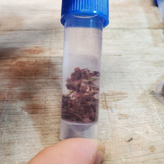 Coralline Algae Buy 3 Get 1 Free