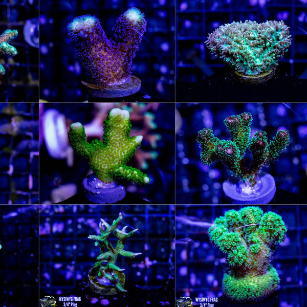 Beginner Branching SPS 4 Pack