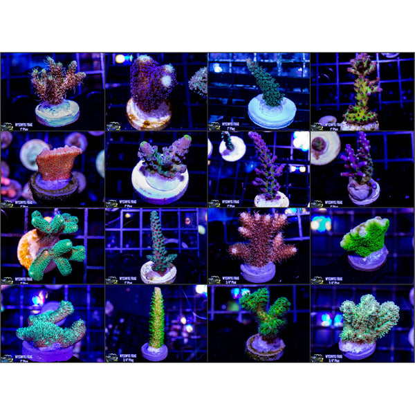 20 Piece Mixed Frag Pack (Limited 2 Left)