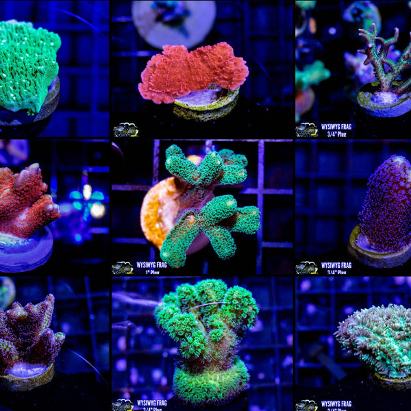Beginner SPS Frag 6 Pack